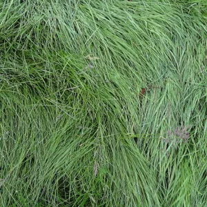 lush green lawn as texture and pattern