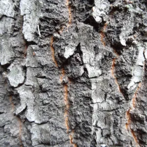 deeply furrowed oak bark as texture and pattern