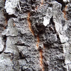 deeply furrowed oak bark as texture and pattern