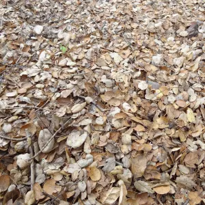 oak leaf litter as texture and pattern