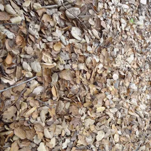 oak leaf litter as texture and pattern