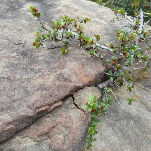 Manzanita Section, sandstone boulder