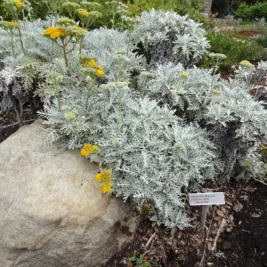 eriophyllum nevinii Canyon Silver in the Home Demonstration Garden