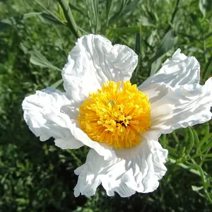 Matilija poppy flower