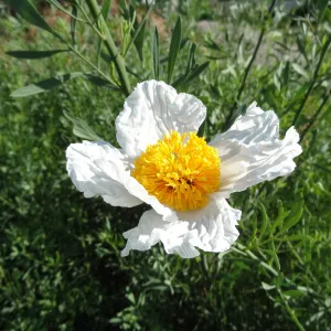 Matilija poppy flower