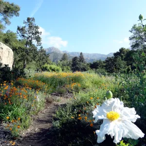First Matilija poppy in the lower Meadow, may 2012
