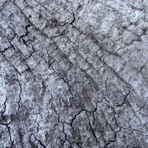 oak bark as texture and pattern