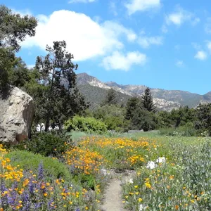 wildflowers in the lower Meadow, Spring 2012, Blaksley Boulder, view to La Cumbre Peak, panorama