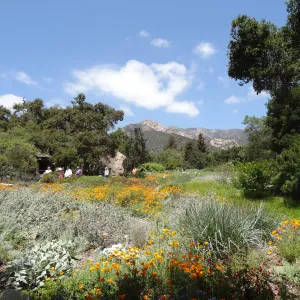 wildflowers in the lower Meadow, Spring 2012, Blaksley Boulder, view to La Cumbre Peak
