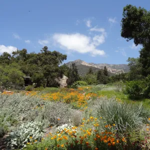 wildflowers in the lower Meadow, Spring 2012, Blaksley Boulder, view to La Cumbre Peak