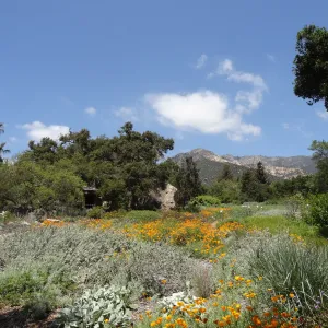 wildflowers in the lower Meadow, Spring 2012, Blaksley Boulder, view to La Cumbre Peak