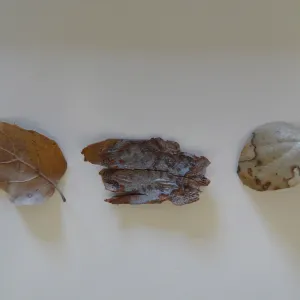 leaves as texture and pattern