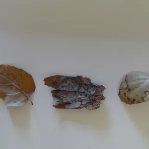leaves as texture and pattern