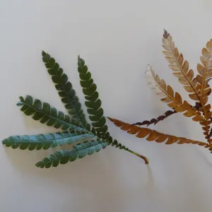 leaves as texture and pattern