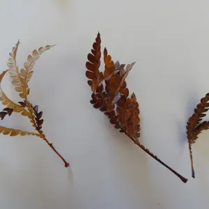 leaves as texture and pattern
