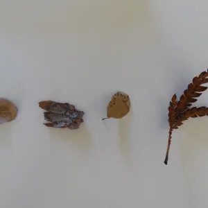 leaves as texture and pattern