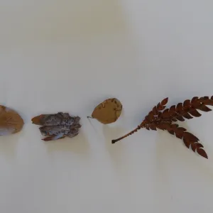 leaves as texture and pattern
