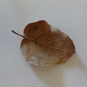 leaves as texture and pattern