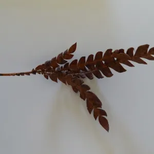 leaves as texture and pattern