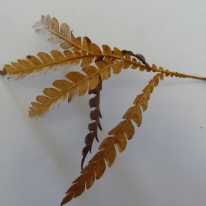 leaves as texture and pattern