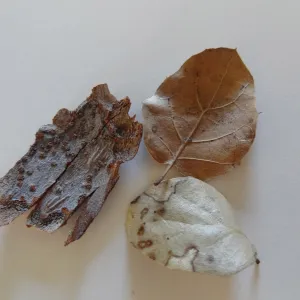 leaves as texture and pattern
