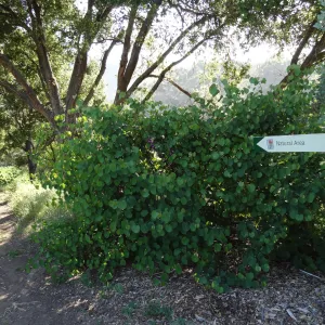trail to Natural Area, east slope