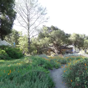 lower Meadow, amphitheater seating behind Entrance Kiosk