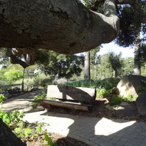 Quercus agrifolia (Coastal Live Oak), wood bench