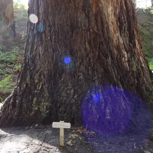 Redwood Section, base of coast redwood tree, Sequoia sempervirens
