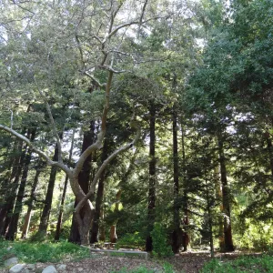 Redwood Section