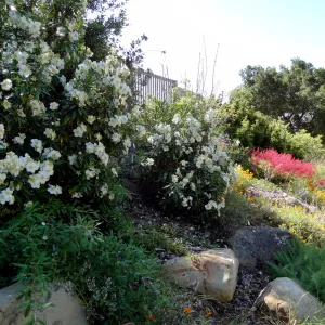 Carpenteria californica and Heuchera in bloom, border on east side of Meadow