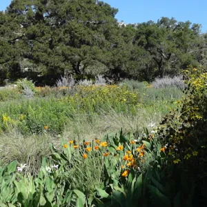 view of Meadow and Meadow Oaks from east side of Meadow