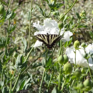 Swallowtail butterfly on matilija poppy flower, SBBG Meadow