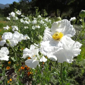 Matilija poppies in bloom in the lower Meadow