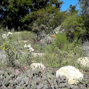 Desert Section, panorama