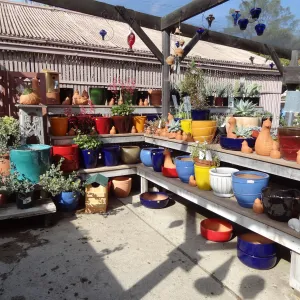 colorful pots on display, SBBG Spring Plant Sale 2012