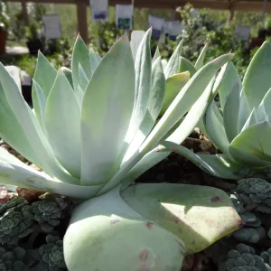 Succulent plants in pots, SBBG Spring Plant Sale 2012