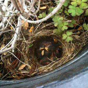 western Junco nest in Garden Growers Nursery