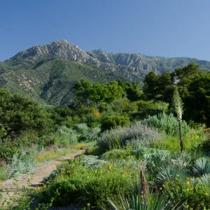 Porter Trail, Ceanothus Section, view to La Cumbre Peak, SBBG Spring 2012