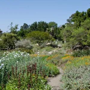 Ground Cover Display and Desert Section, wildflowers, SBBG Spring 2012