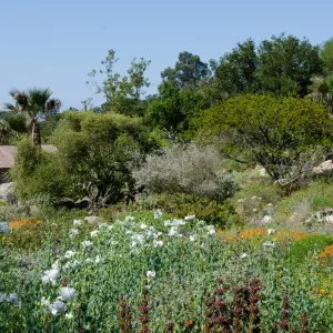 Ground Cover Display and Desert Section, wildflowers, SBBG Spring 2012