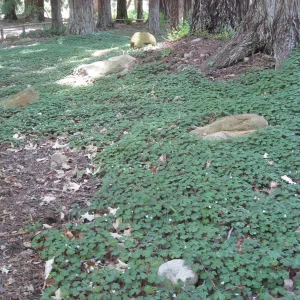 Oxalis oregona understory recovery in Redwood section after installation of new irrigation system