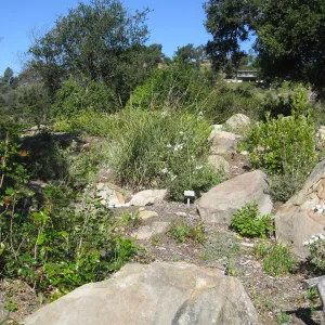 Brook bed
