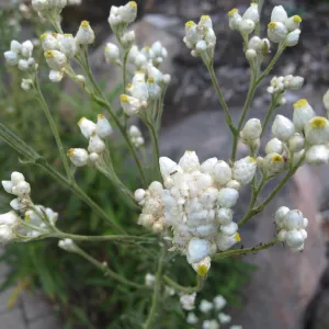 Pearly everlasting