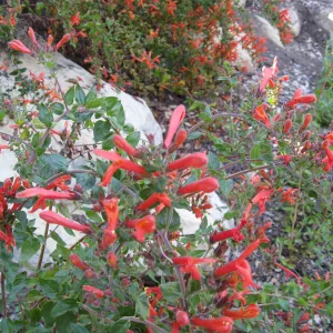 Keckiella cordifolia on Campbell Trail
