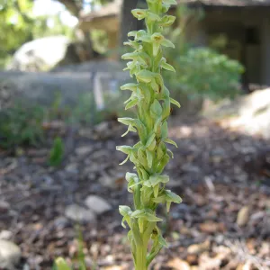 Platanthera hyperborea in the Orchid Display