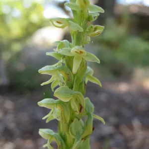 Plathanthera hyperborea in the Orchid Display