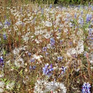 Near jct of Shell Canyon Rd, Hwy 58. Microseris