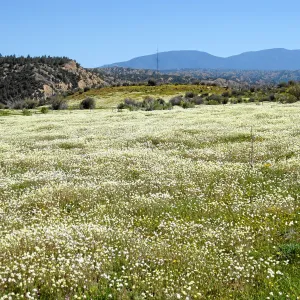 Vicinity of Ozena Ranger Station, Hwy 33. Platystemon Cream Cups