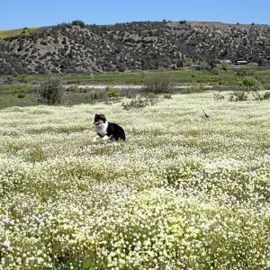 Vicinity of Ozena Ranger Station, Hwy 33. Platystemon Cream Cups